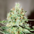 Jägg Kush (Delicious Seeds)