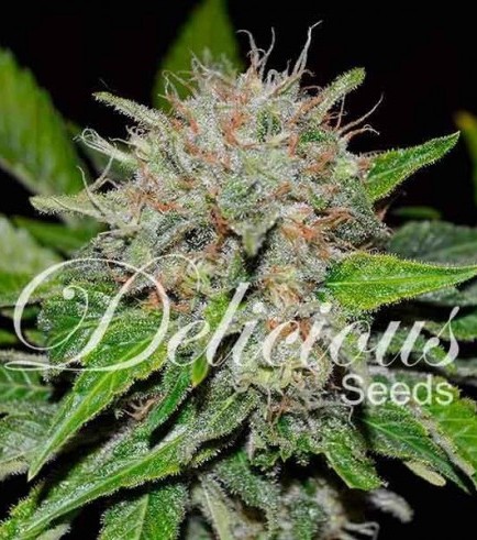 Deep Mandarin (Delicious Seeds)