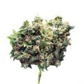 Cotton Bud Automatic (Zamnesia Seeds)