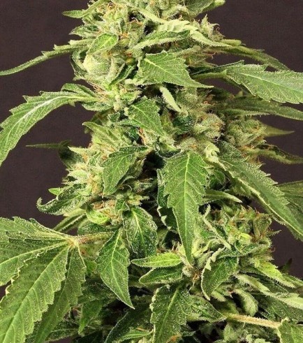 Exotic Thai (Exotic Seed)