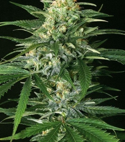 Gipsy Widow (Exotic Seed)