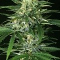 Gipsy Widow (Exotic Seed)