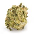 THC Bunker Buster (Zamnesia Seeds)