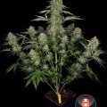 Serious Kush (Serious Seeds)