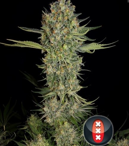 Serious Kush (Serious Seeds)