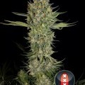 Serious Kush (Serious Seeds)