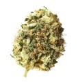 Kosher Choco Kush (Amterdam Genetics)