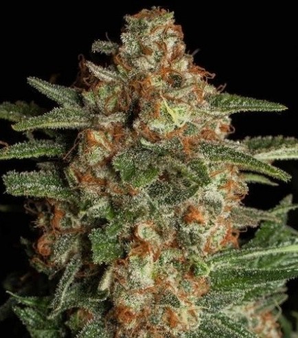 CBD Spliff Berry (Spliff Seeds)