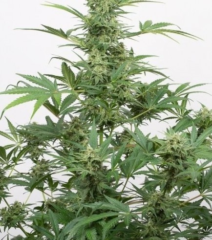 Industrial Plant Autoflowering CBD (Dinafem)