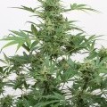 Industrial Plant Autoflowering CBD (Dinafem)