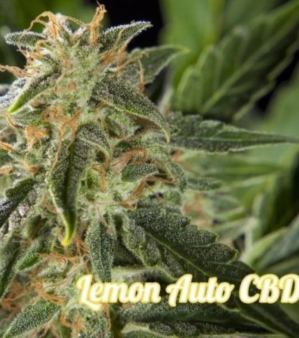 Lemon Auto CBD (Philosopher Seeds)