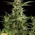 Lemon Auto CBD (Philosopher Seeds)