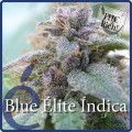 Blue Elite Indica (Elite Seeds)