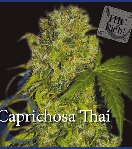 Caprichosa Thai (Elite Seeds)