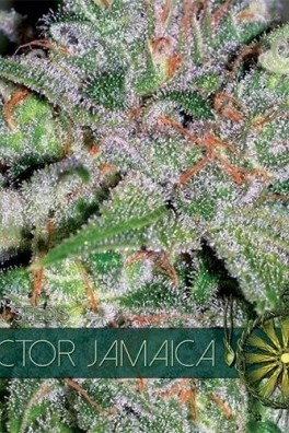 Doctor Jamaica