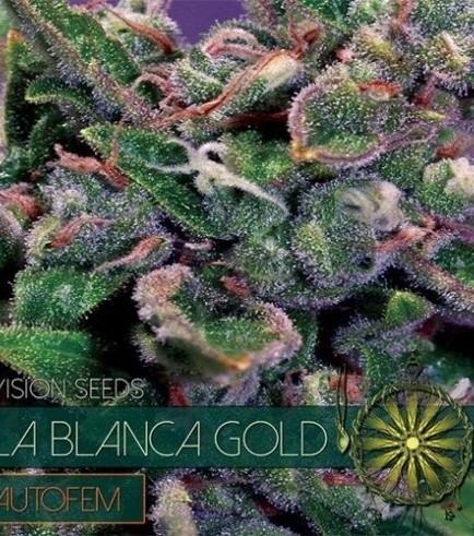 La Blanca Gold Autoflowering (Vision Seeds)