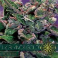 La Blanca Gold Autoflowering (Vision Seeds)