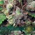 Vision Kush Autoflowering (Vision Seeds)