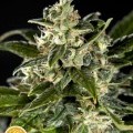 Cheesy Auto CBD (Philosopher Seeds)