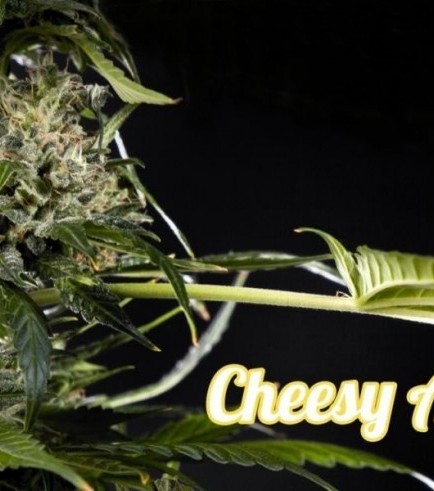 Cheesy Auto CBD (Philosopher Seeds)