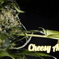 Cheesy Auto CBD (Philosopher Seeds)