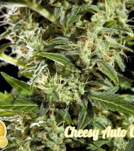 Cheesy Auto CBD (Philosopher Seeds)