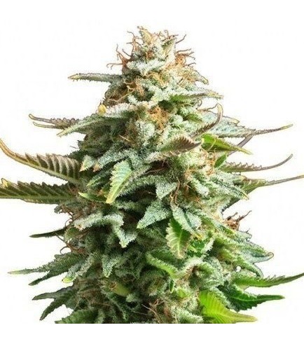 Pineapple Kush (Zativo Seeds)