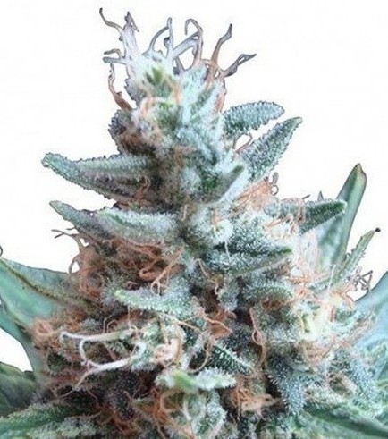 Sweet Candy (Zativo Seeds)