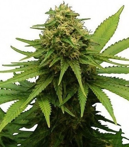 Critical (Zativo Seeds)