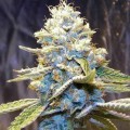 Star Killer (Rare Dankness)