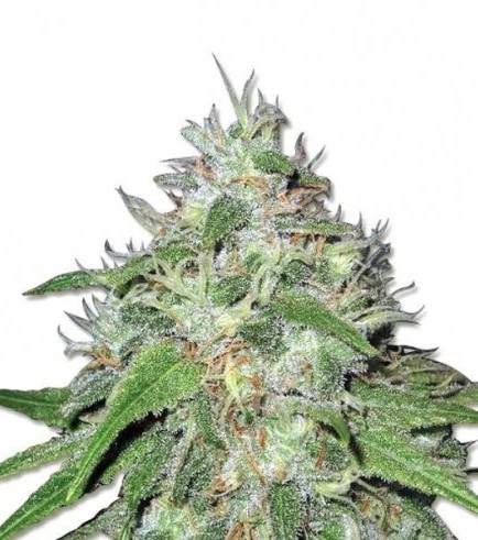 Amnesia Haze (Sensation Seeds)