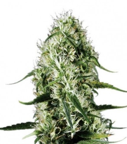 Super Silver Haze (Sensation Seeds)