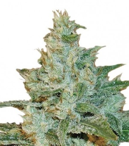 AK-47 (Sensation Seeds)