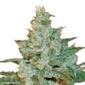 AK-47 (Sensation Seeds)