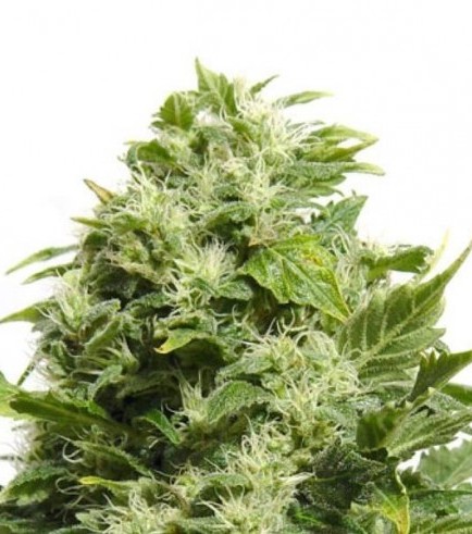 Cheese (Sensation Seeds)