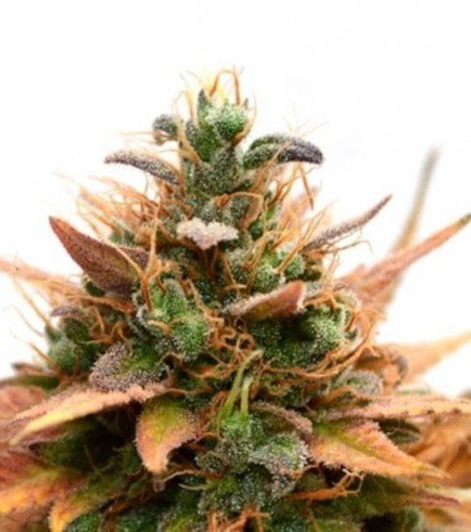 Medijuana CBD (Sensation Seeds)