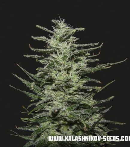 Amnesia Molotov (Kalashnikov Seeds)