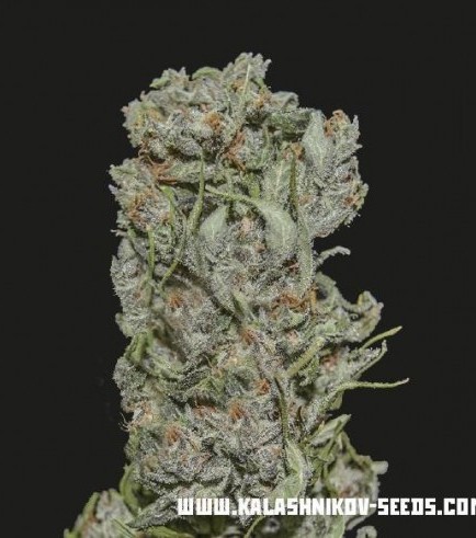 White Critical Express (Kalashnikov Seeds)