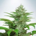 Auto CBD Star (Ministry of Cannabis)