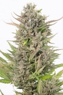 Critical+ Autoflowering CBD
