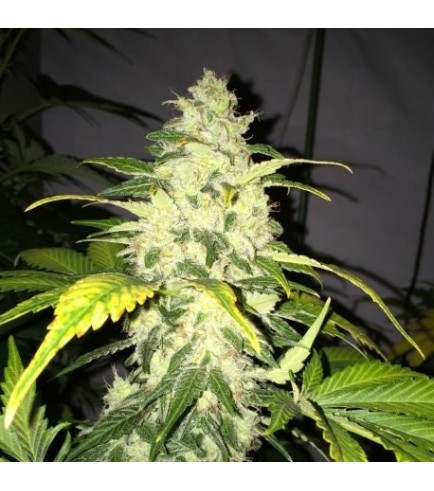 Chocolate Chunk (T.H. Seeds)