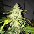 Chocolate Chunk (T.H. Seeds)