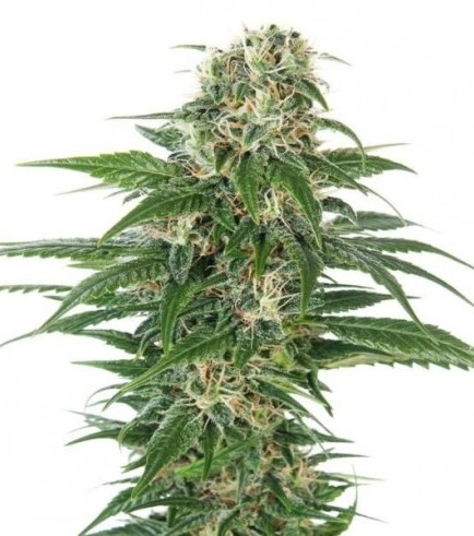 Early Skunk Automatic (Sensi Seeds)