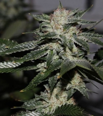 Original Bruce Banner (Dark Horse Genetics)