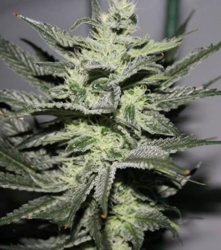 Strawberry Glue (Dark Horse Genetics)