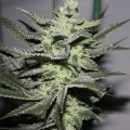 Strawberry Glue (Dark Horse Genetics)