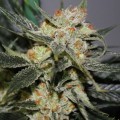 Strawberry Shortcake (Dark Horse Genetics)