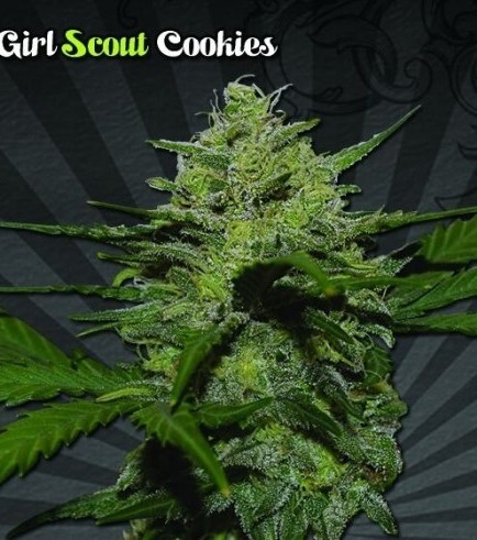 Girl Scout Cookies (Auto Seeds)