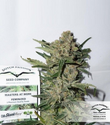 CBD Skunk Haze