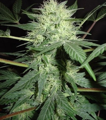 Northern Lights Autoflowering